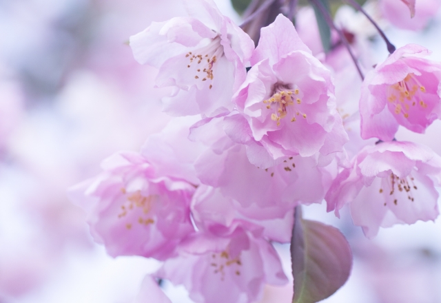 桃花笑春風