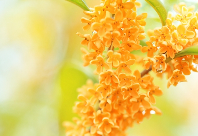 旧暦で考えると納得がいくことが多い